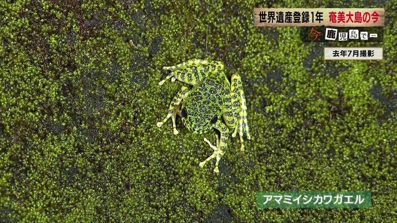 日本一美しいカエルといわれるアマミイシカワガエル