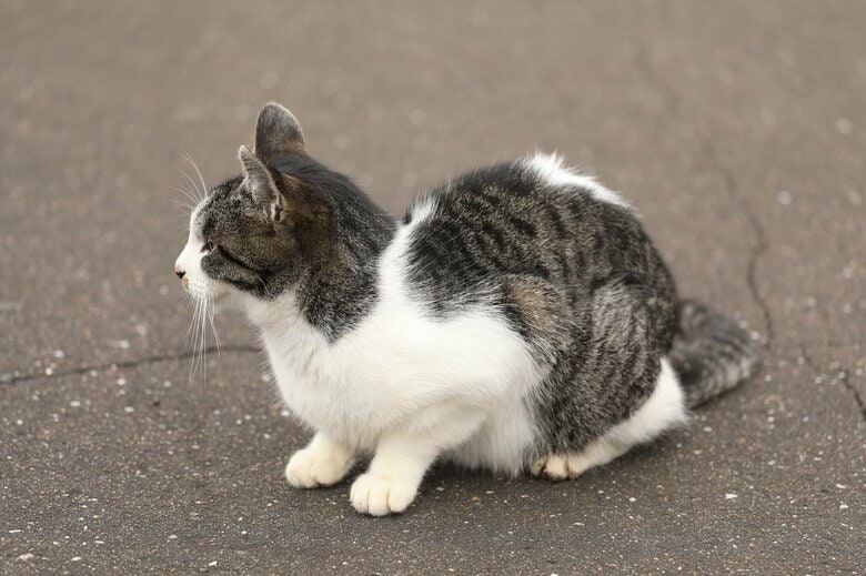 （画像はイメージ）