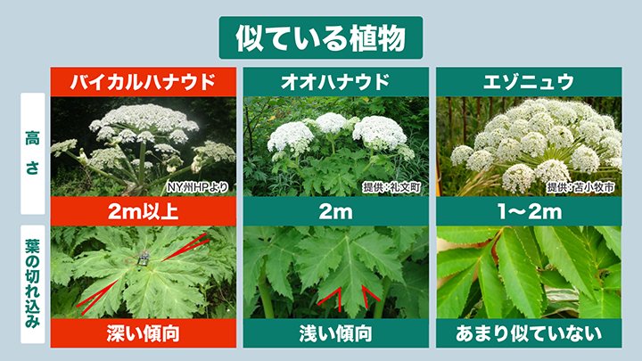 「バイカルハナウド」に似ている植物