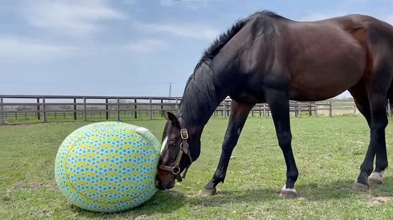 鼻先で転がして…