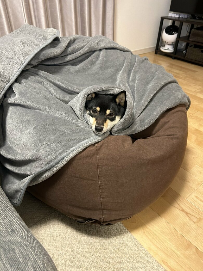 提供：豆柴ごま娘さん