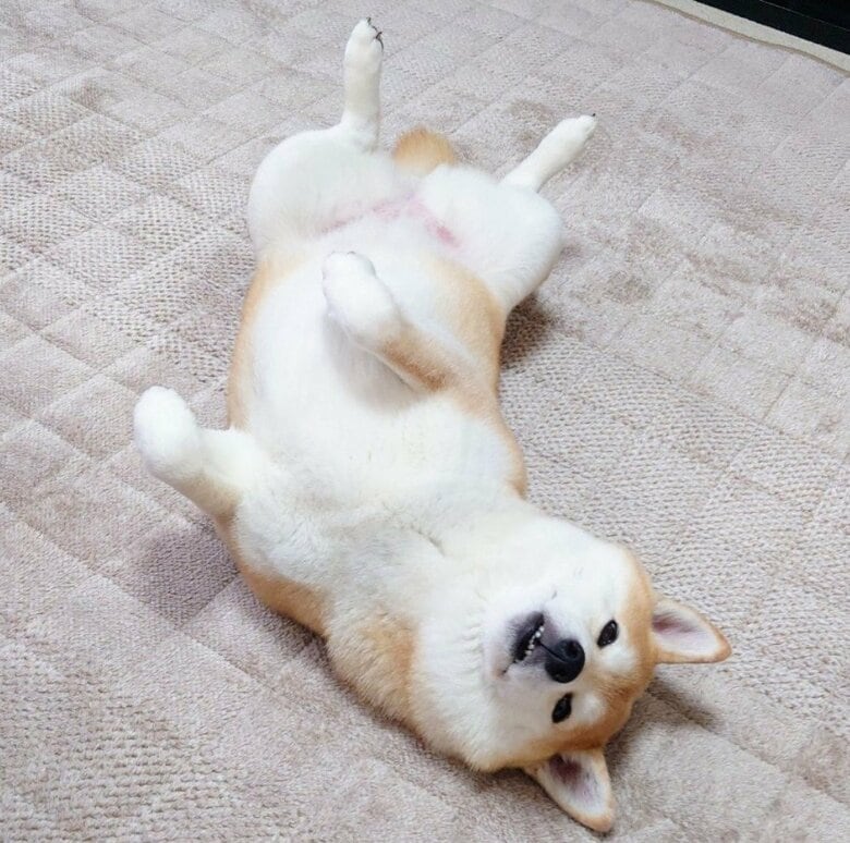 提供：柴犬チャーミーさん