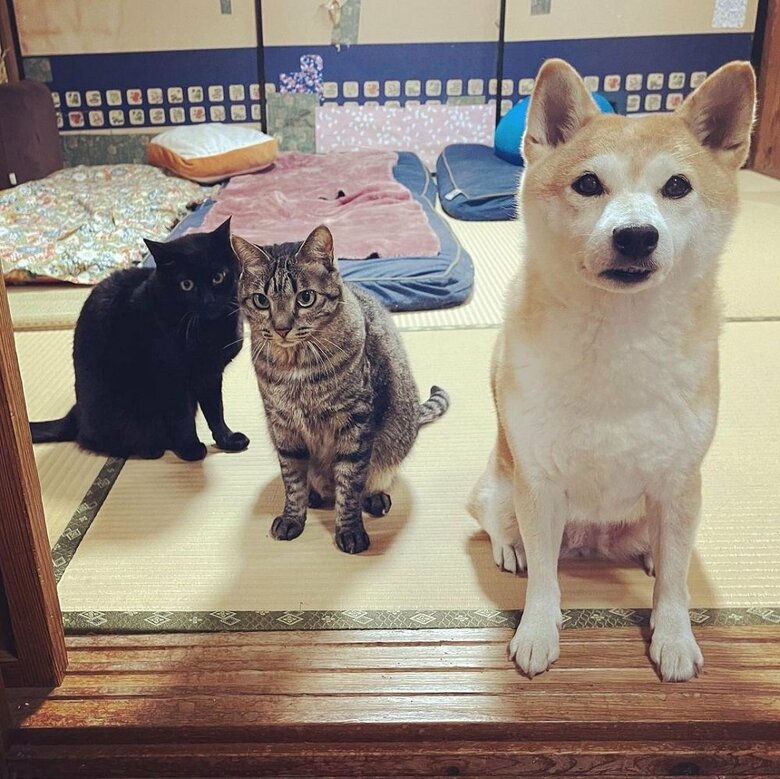 左から天くん、空くん、ももちゃん