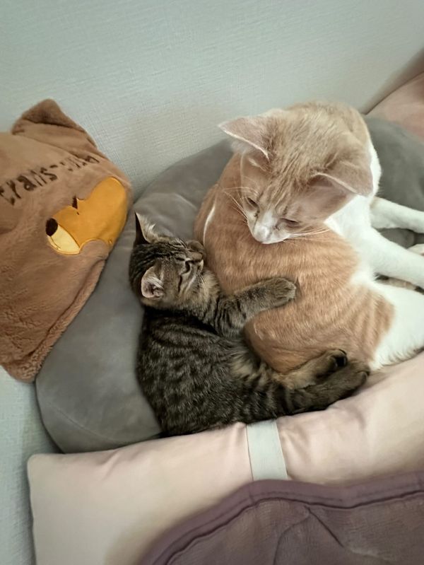 提供：たーにゃ。さん