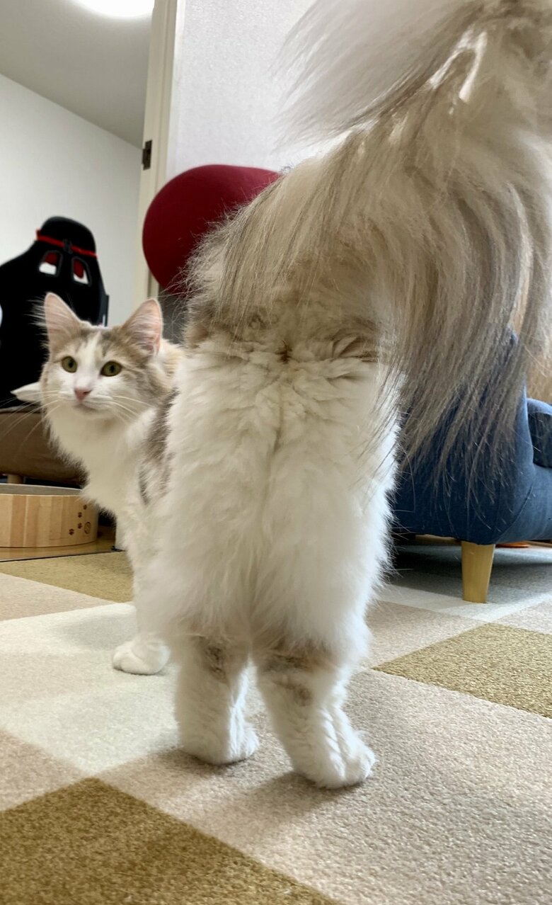 キュートのお尻