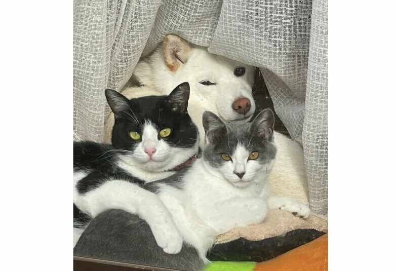 提供：連呼 cubnushi all-starさん