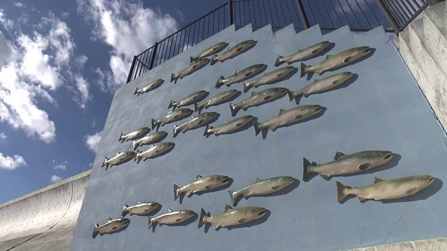 サケは生まれ故郷に必ず戻ってくる　作品に思いをのせて