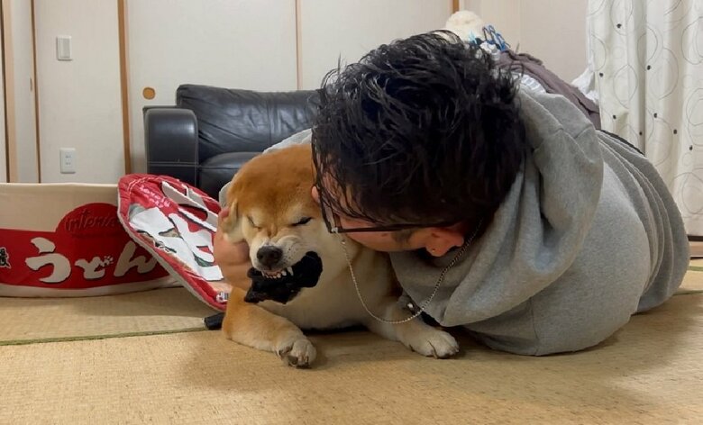 飼い主さんにわちゃわちゃされるこむぎくん