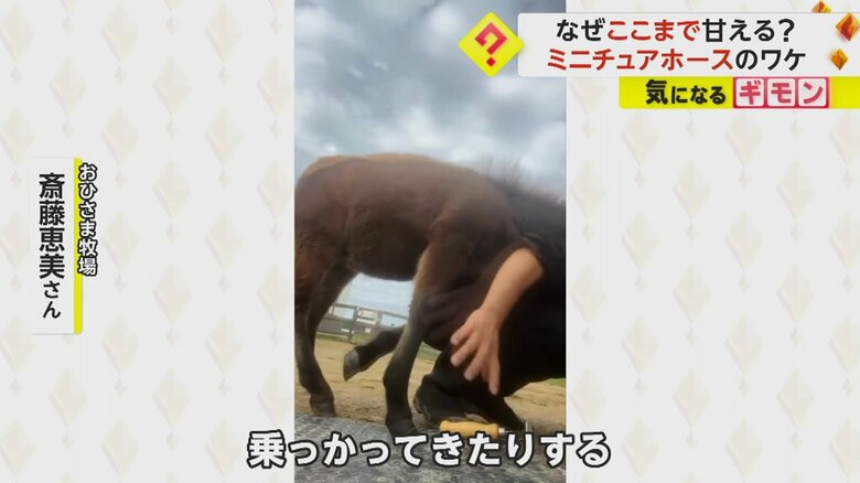 寄りかかったり、足の上に頭を乗せたりするというミニチュアホース