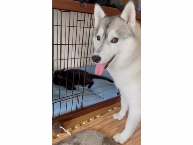 他の猫に占領されてしまった様子（提供：かもしかさん）