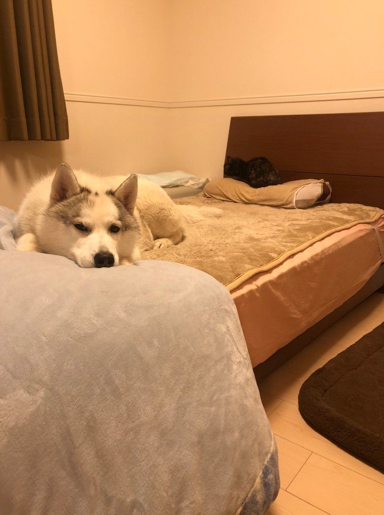 提供：斑柄兄妹（銀太と緋那子）さん