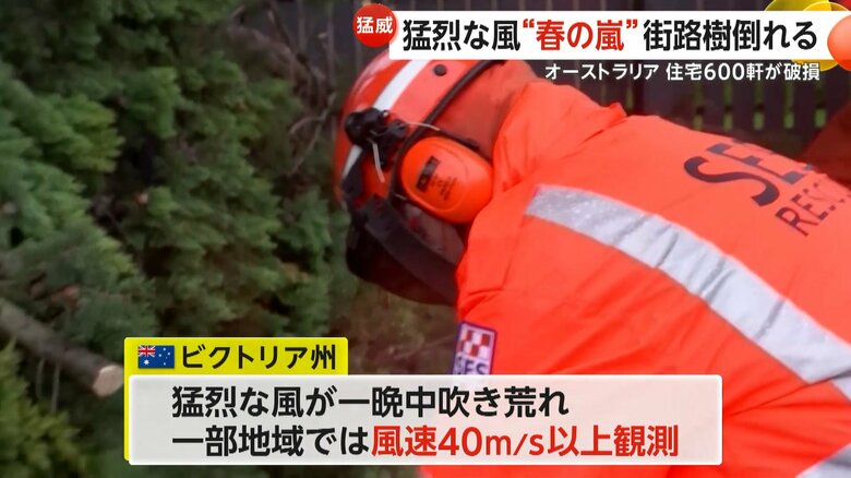 強風でなぎ倒された木を片づける作業員