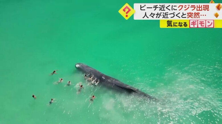 近づいてきた人たちが体にタッチした瞬間、潮ふき上げるクジラ②