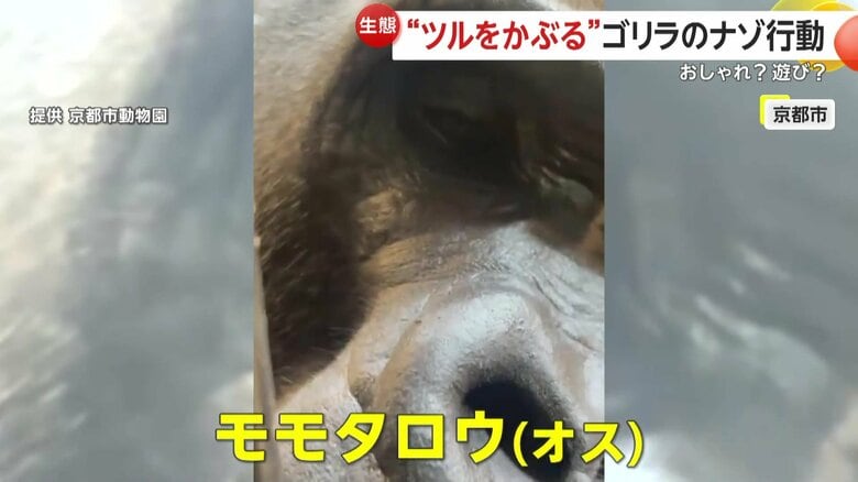 植物のツルをまとったオスのモモタロウ