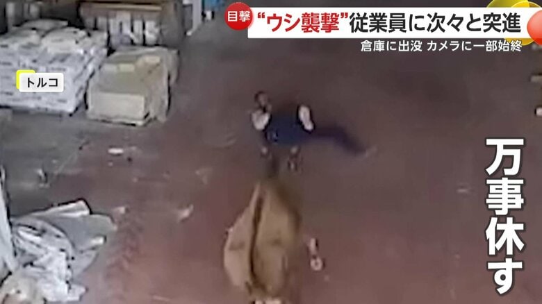 転んでしまった男性に迫る牛（IHA）