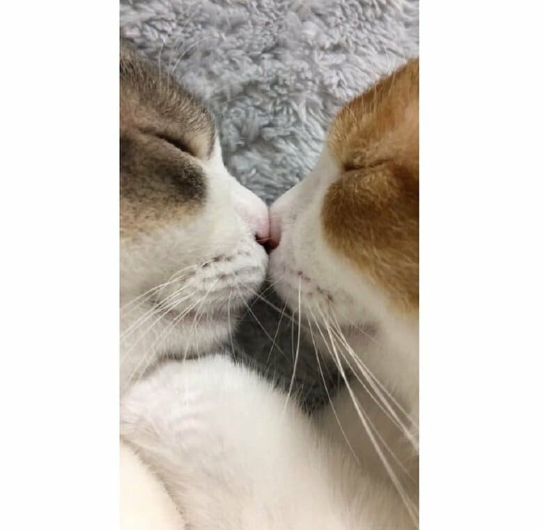 鼻と鼻を合わせて寝ている双子の猫（左：アメリちゃん　右：カヌレくん）