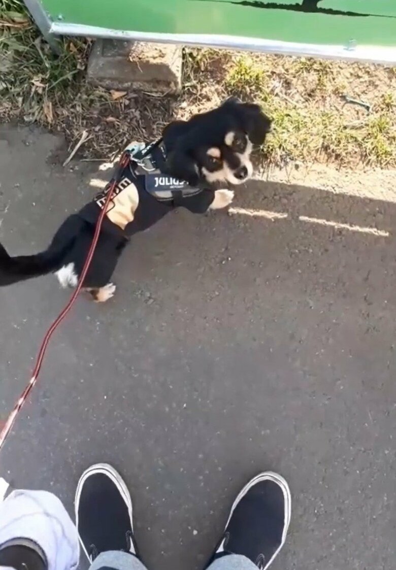 ドッグランが一時閉鎖となっていた時