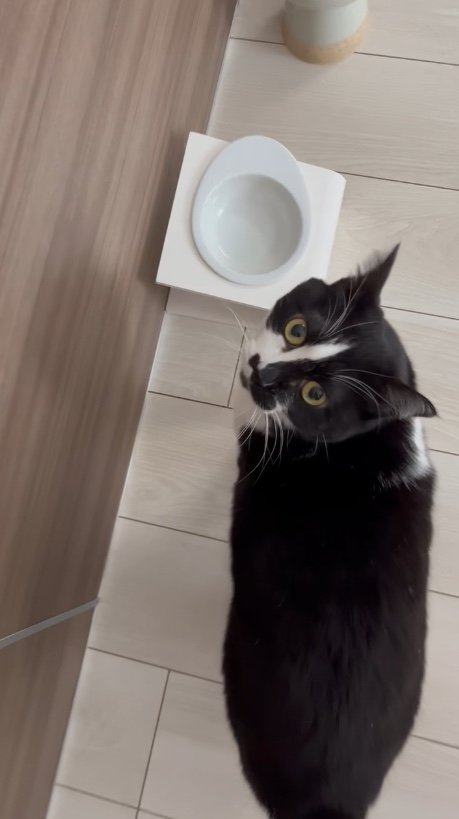 ないの（提供：卵山玉子先生）