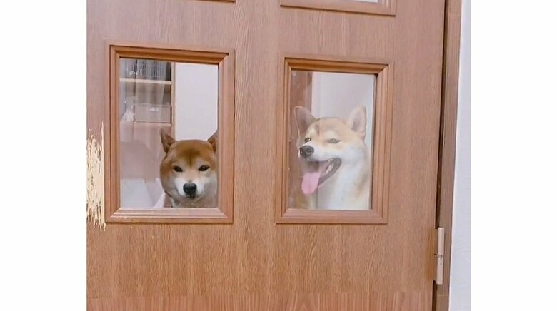 小窓を開ける前　入れて欲しそうな顔で見つめてくる2匹（左：ムックくん　右：ミントちゃん）