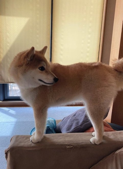 提供：柴犬こむぎさん