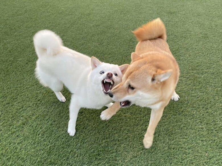 遊んでいる時はこんな一面も