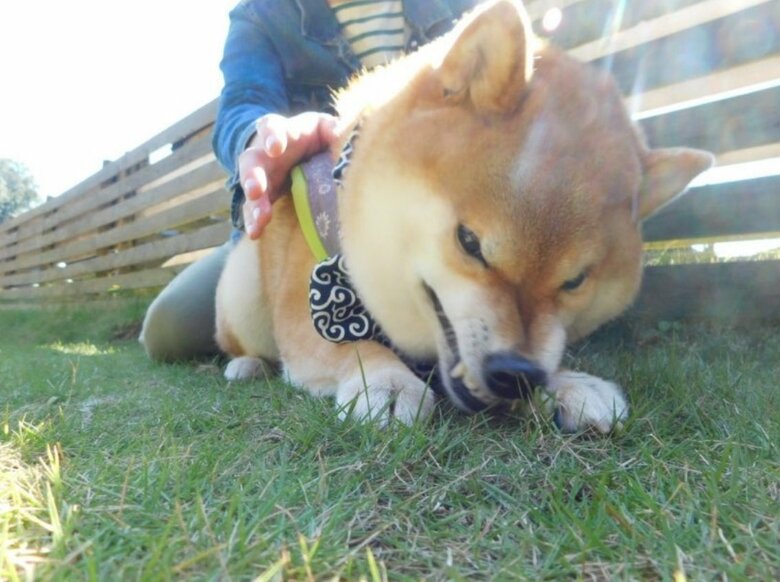 ドッグランで何か不満があった？な銀次くん