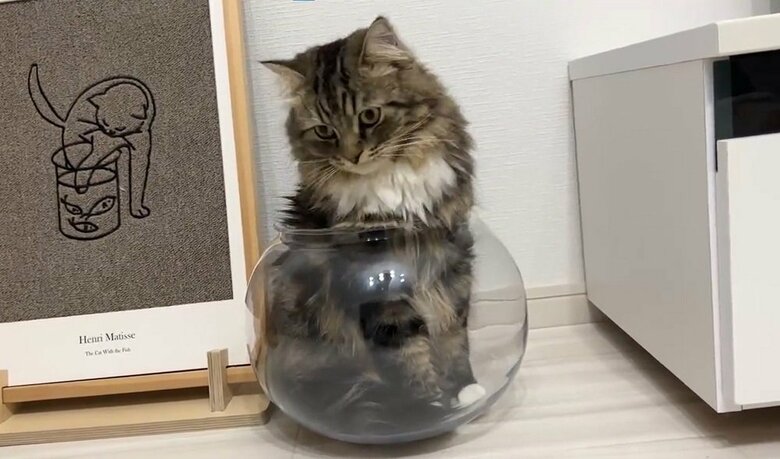 メルくんと比べるとボウルの大きさはこれくらい