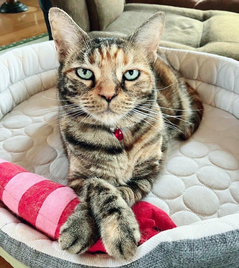 先住猫・茶子ちゃんは