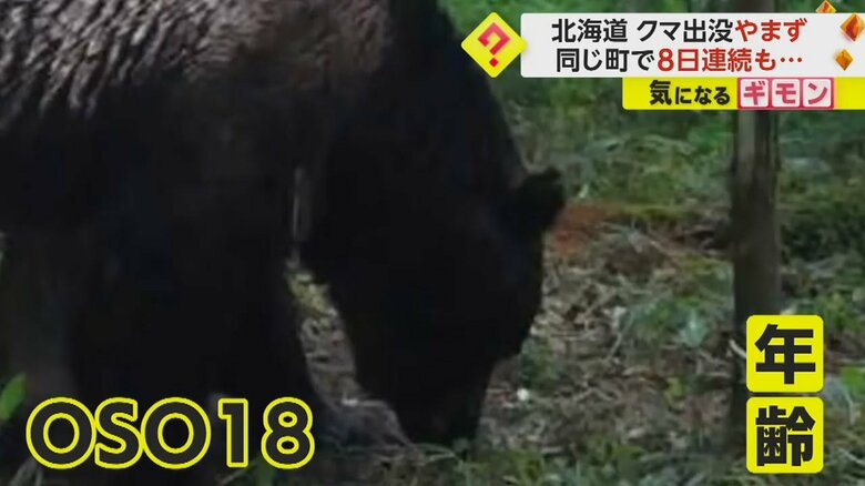 年齢が明らかになった忍者グマ･OSO18