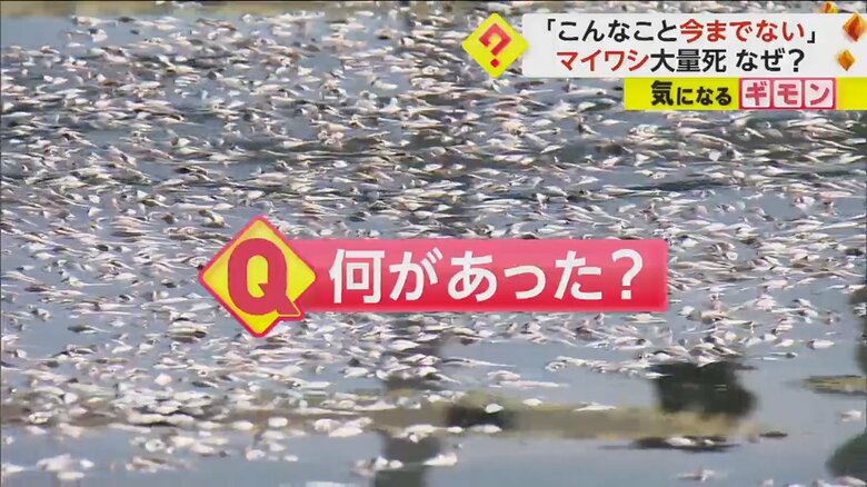海面を覆い尽くすような大量のマイワシの死骸