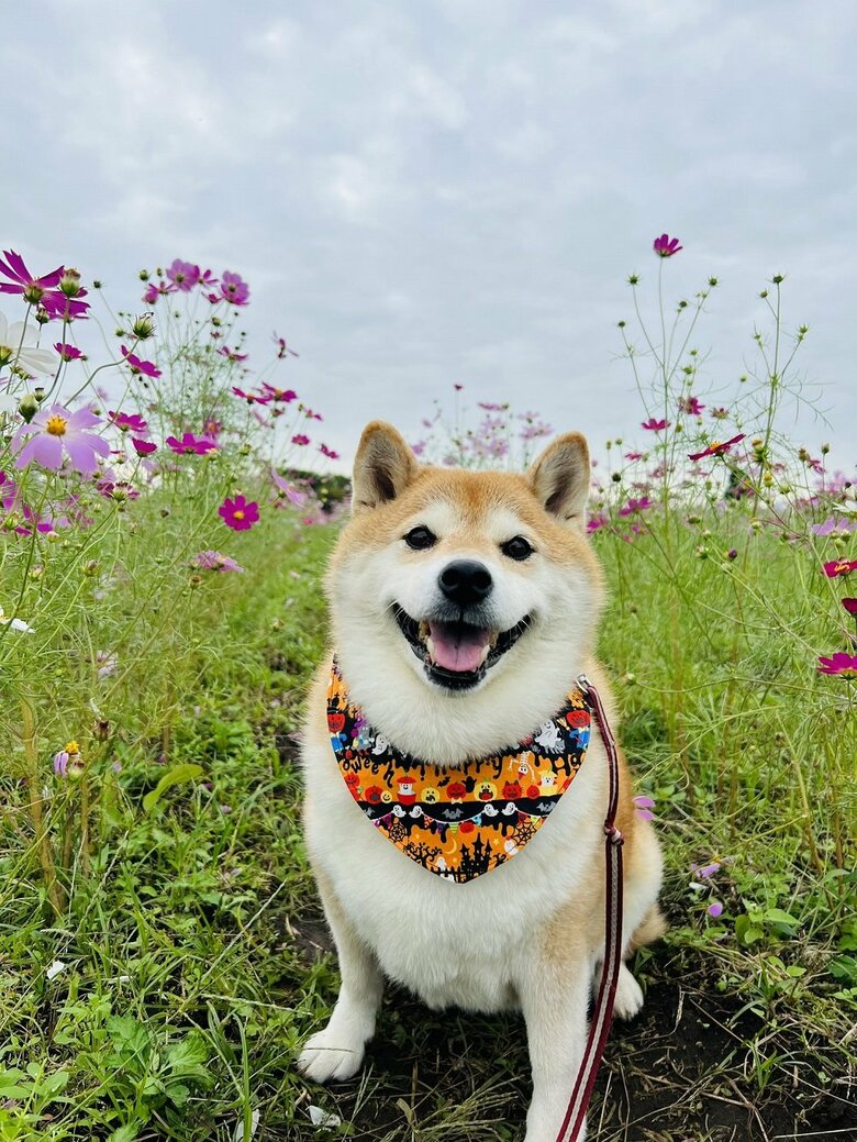 コスモスを背景に