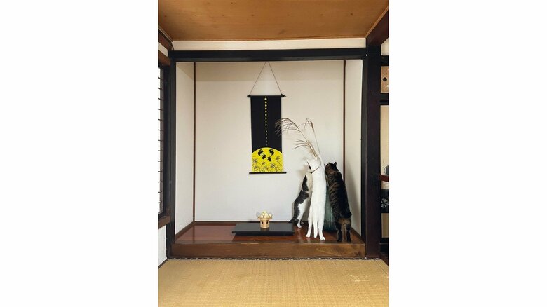 猫たちが！（提供：いのうえもんぺさん）