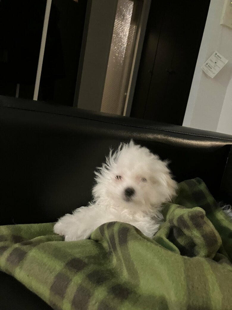 提供：白く、柔らかな犬さん