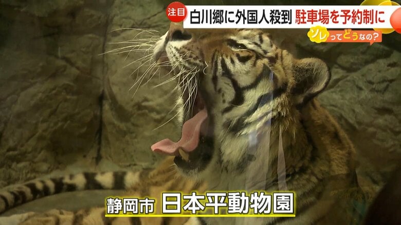 渋滞に悩まされている静岡市の日本平動物園
