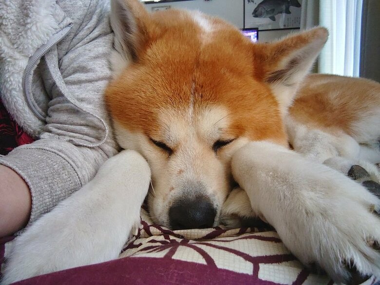 ピッタリくっついてぐっすり