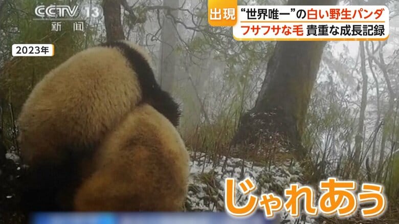 ほかのパンダとじゃれ合う様子も確認されている