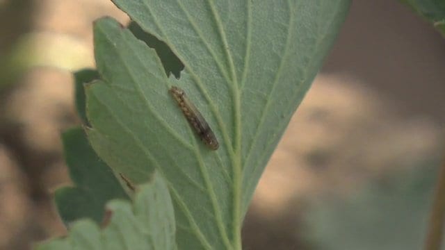 イチゴの苗に「ハスモンヨトウ」