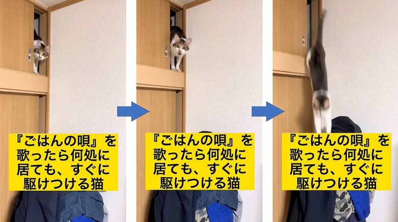 “ごはんの唄”が聞こえればどんな所からでも…　上の収納からミミちゃん登場