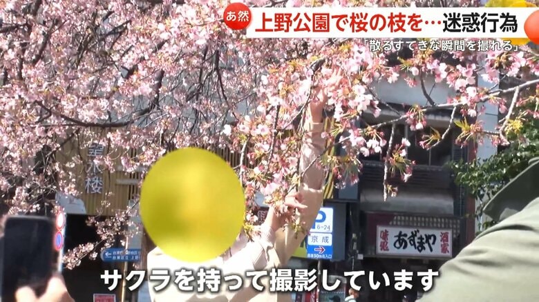 東京・上野公園で桜の枝を引っ張る外国人観光客