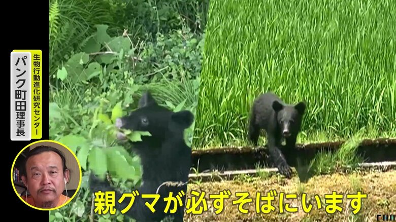 人のすぐそばでうろついていた子グマ（FNN投稿サイト「ビデオPost」）（提供：株式会社かける）