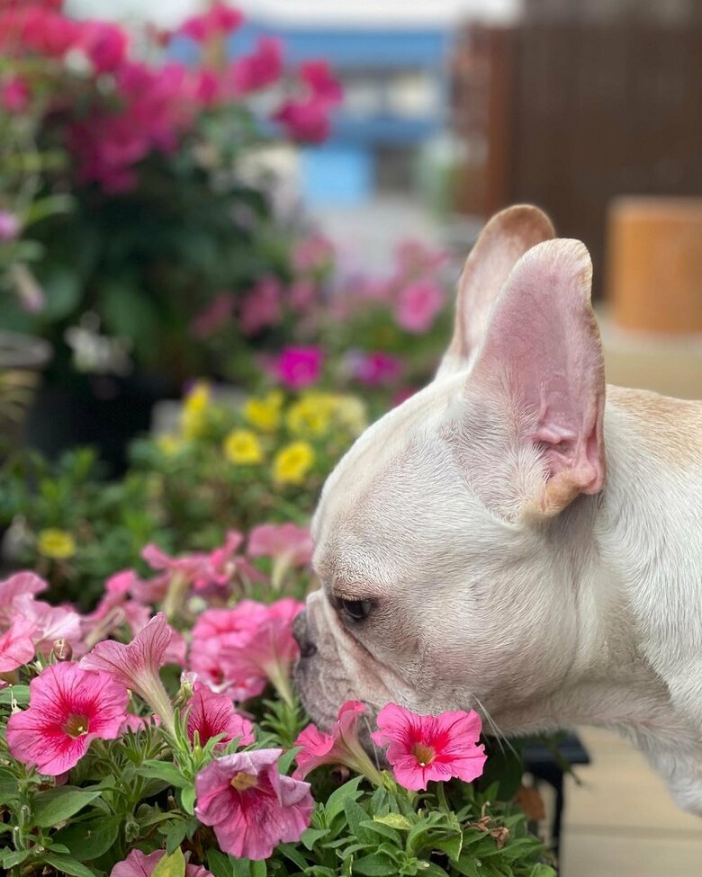 お花をくんくん