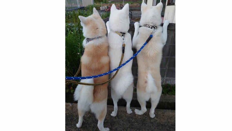 散歩中に猫を見つけた時