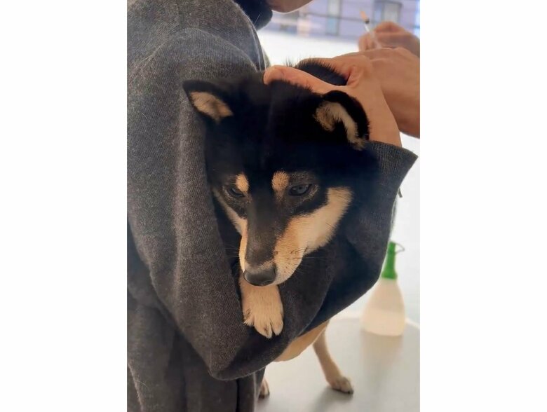 しがみついている前脚がかわいい（提供：豆柴ごま娘さん）