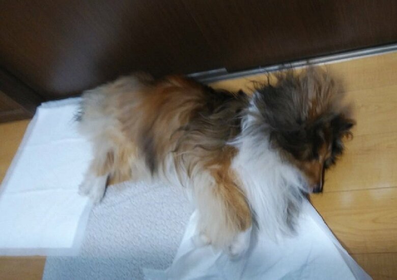 特に寝相がヒドイわけではないそう