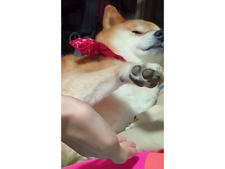 提供：柴犬スティーブch【コーギーと猫を添えて】さん