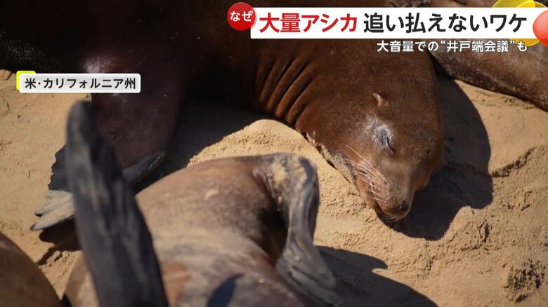 ビーチを占拠するアシカ