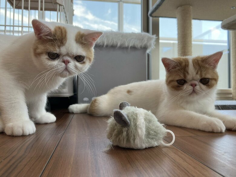 画像提供：エキゾのきなこさん。