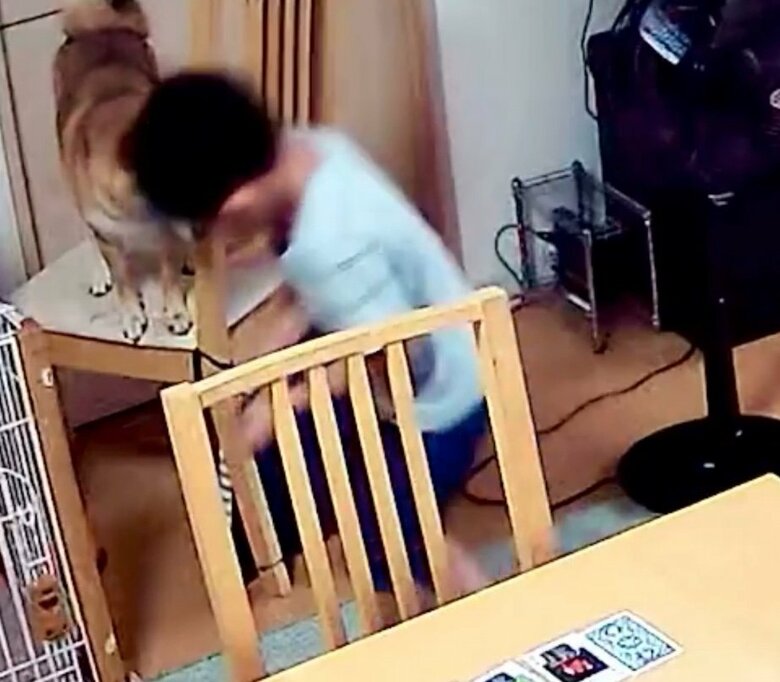 提供：柴犬勇者むぎさん