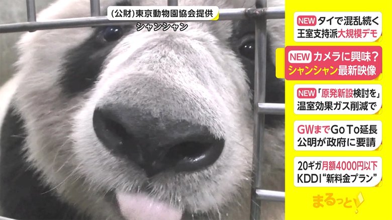 カメラに興味津々 シャンシャン最新映像