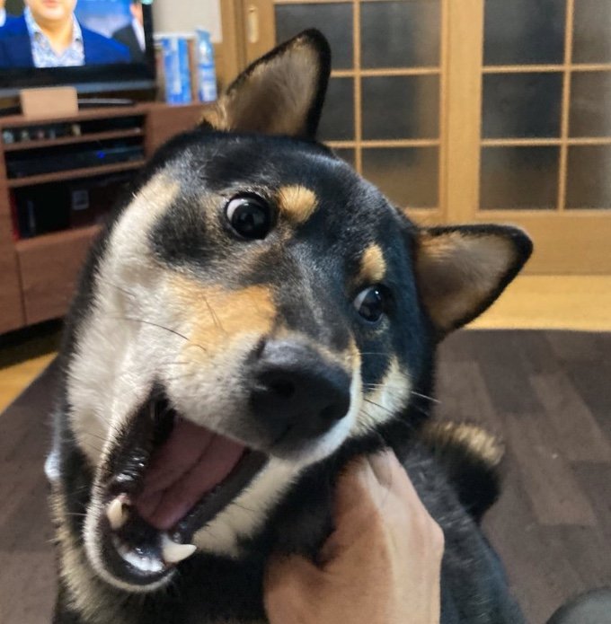 提供：黒柴ぎん@快杜号さん